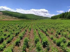 阳春市中药材种植基地