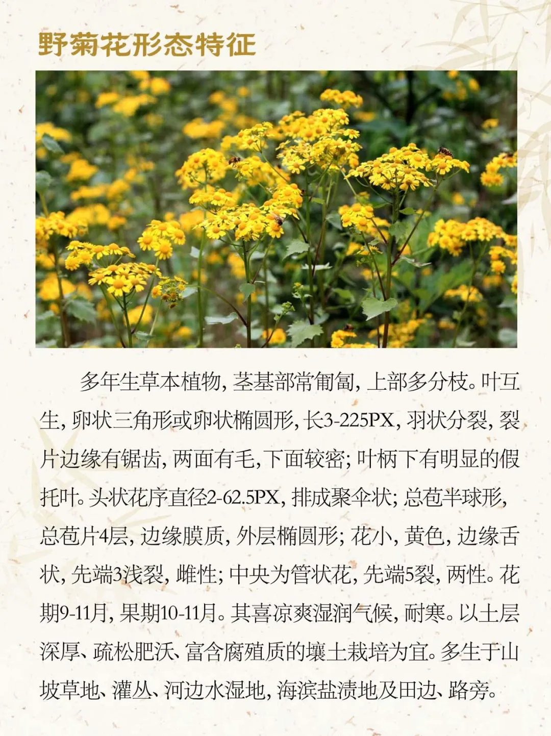 新药材科普每天认识一味中草药之野菊花