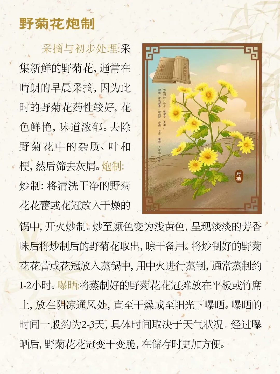 新药材科普每天认识一味中草药之野菊花