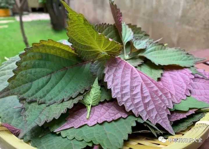 中药材紫苏叶的功效与作用