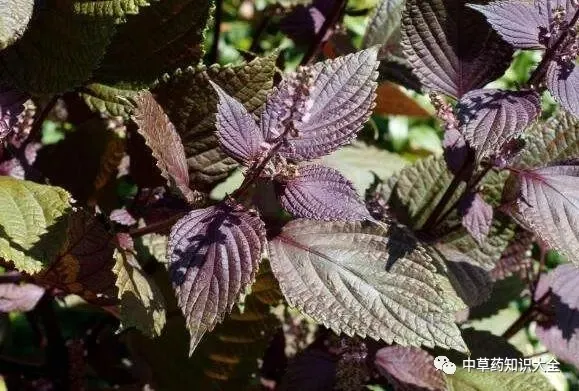 中药材紫苏叶的功效与作用