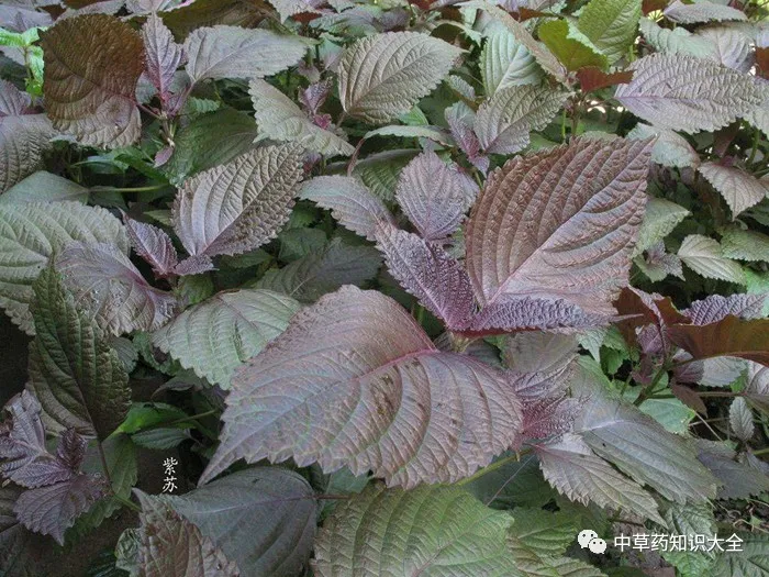 中药材紫苏叶的功效与作用