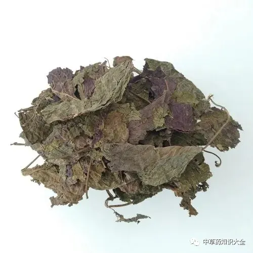 中药材紫苏叶的功效与作用